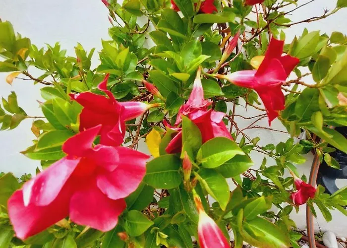 House With A Tropical Garden Semesterbostad