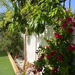 House With A Tropical Garden Costa Adeje (Tenerife)